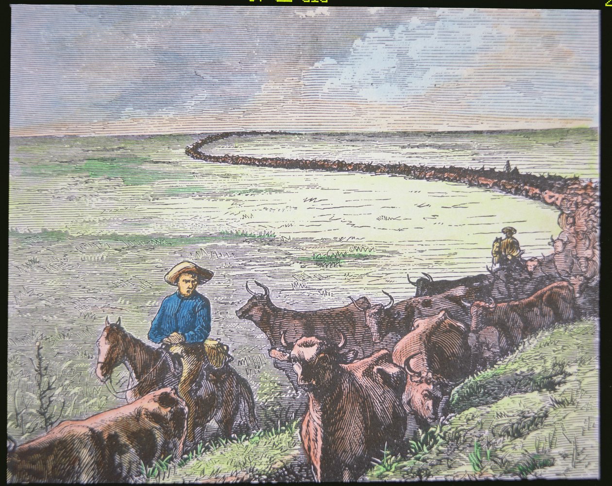 Longhorn storfe kjører fra Texas til Abilene, Kansas, ca. 1870-tallet (farge litho) av American School