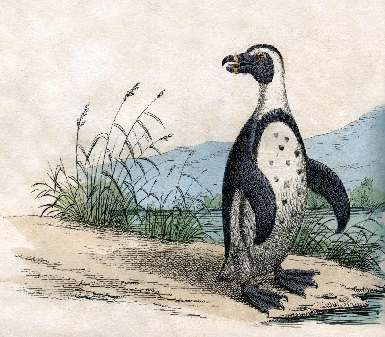 Magellansk pingvin, fra The Natural History of Animals av American School