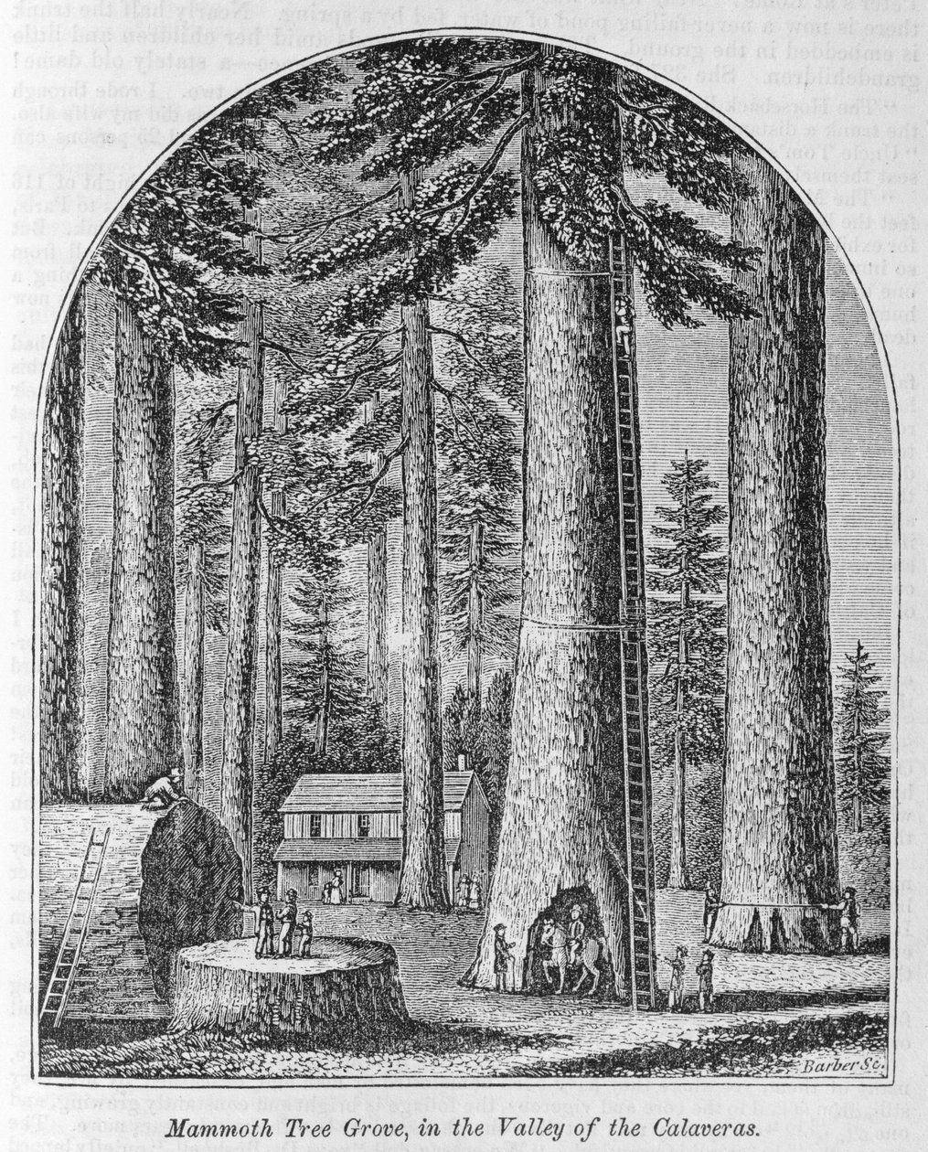 Mammottrelund i Calaveras-dalen, fra 'Our Whole Country: The Past and Present, Historical and Descriptive', av John Warner Barber og Henry Hare, 1861 av American School