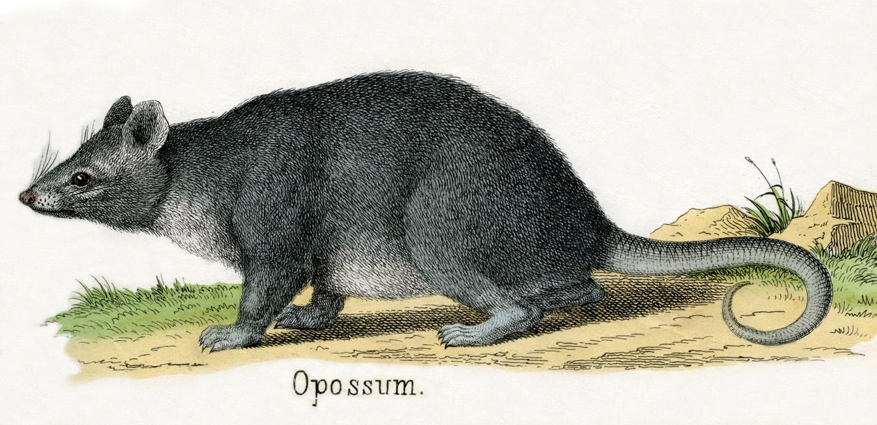Opossum, fra The Natural History of Animals av American School