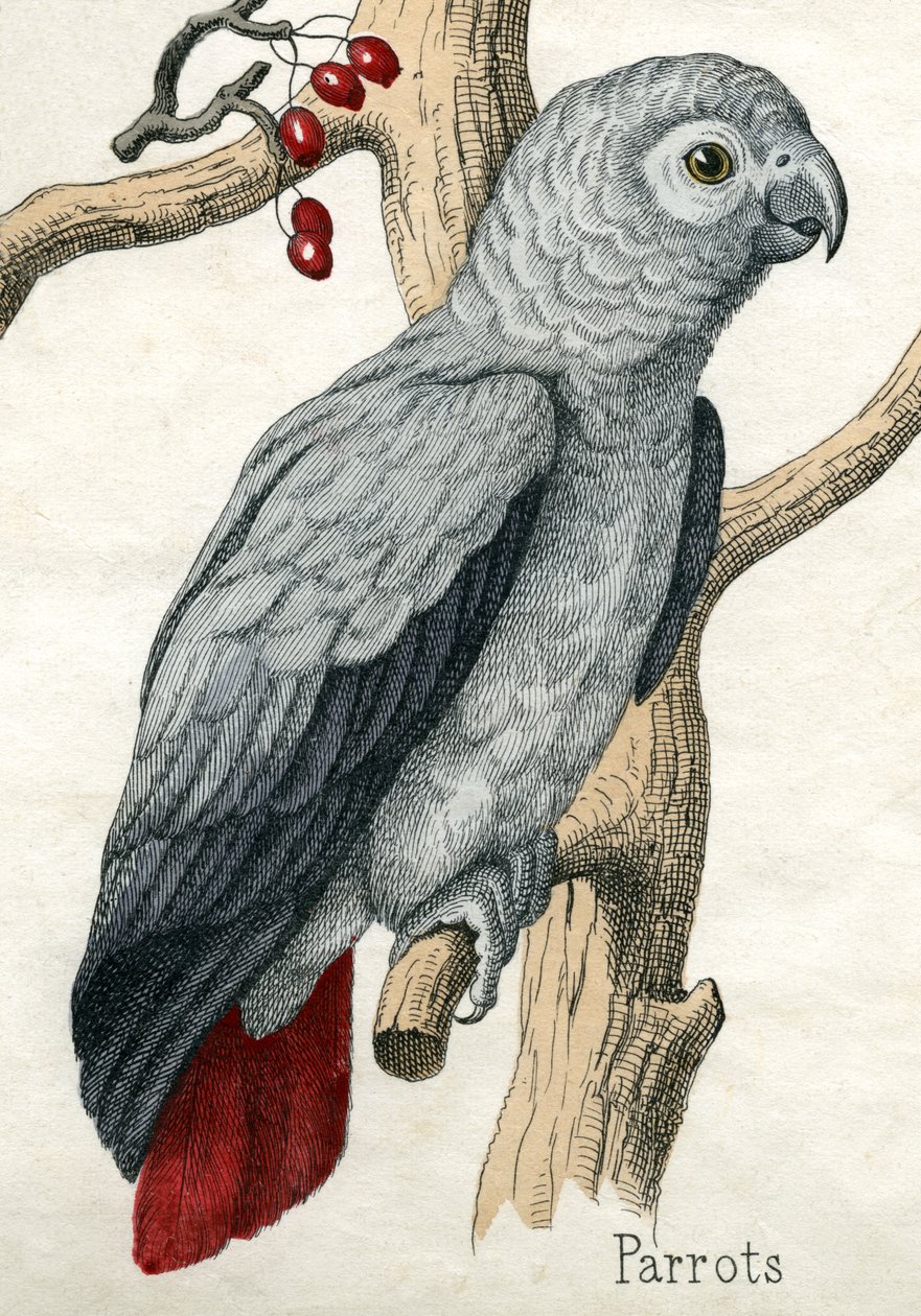 Parrot, fra The Natural History of Animals av American School