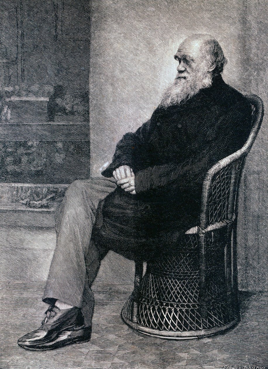 Portrett av Charles Darwin av American School