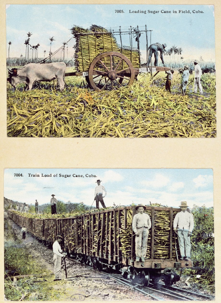 Postkort som viser sukkerrørplantasjer på Cuba, ca. 1910 av American School