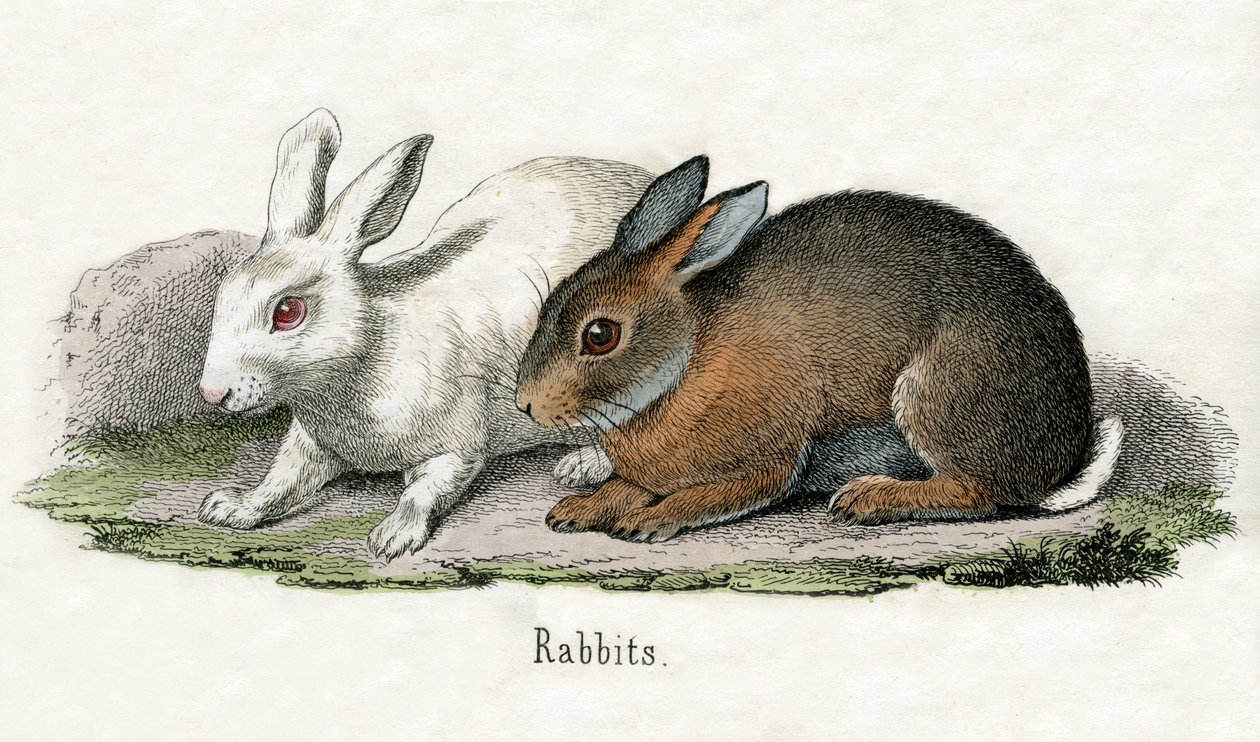 Rabbits, fra The Natural History of Animals av American School