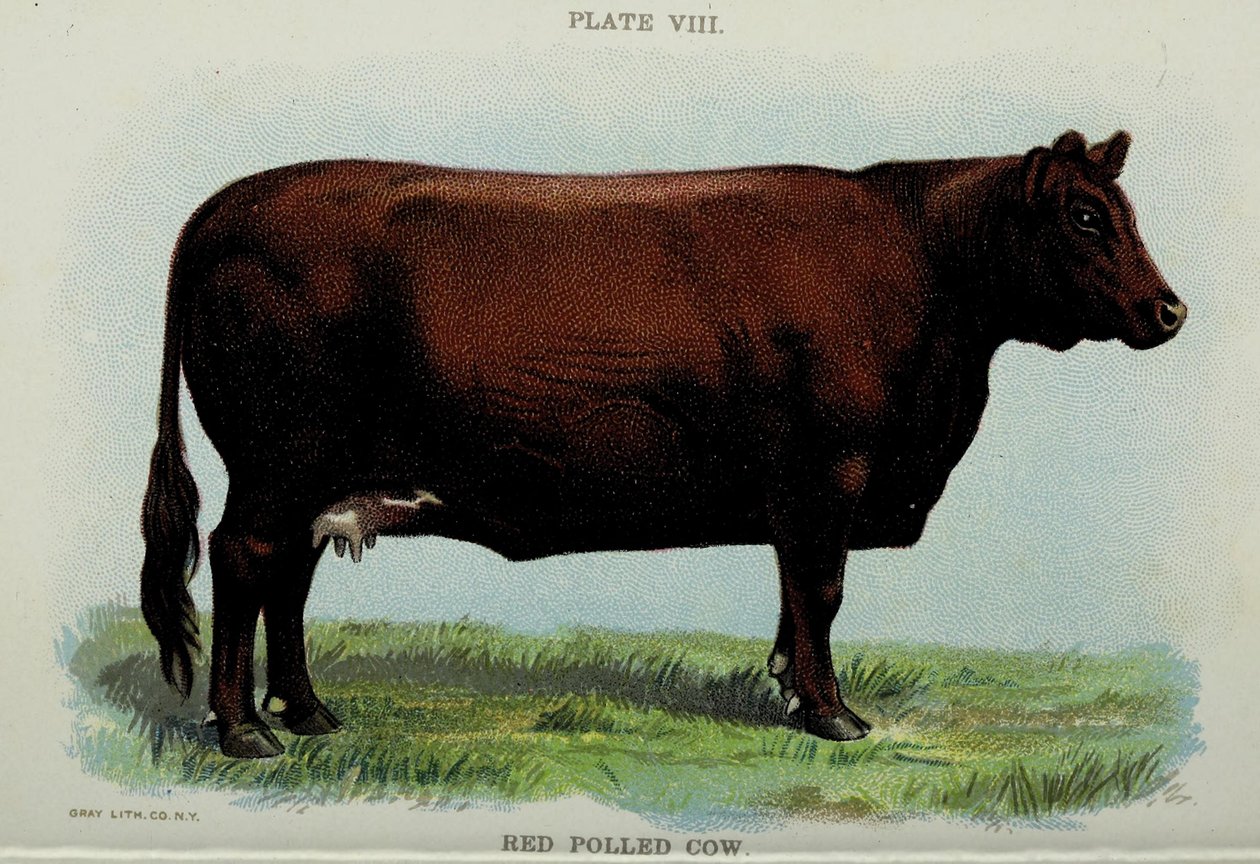 Red Polled Cow, fra 