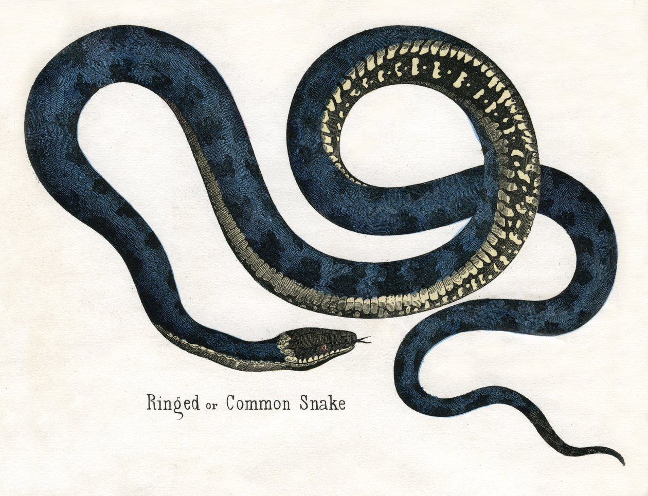 Ringet eller vanlig slange, fra The Natural History of Animals av American School