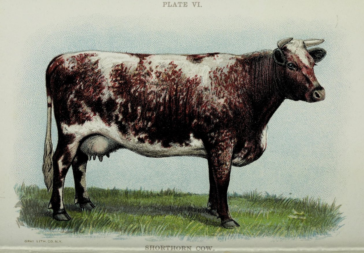 Shorthorn cow, fra "Biggle Cow Book" av Jacob Biggle, 1898 av American School