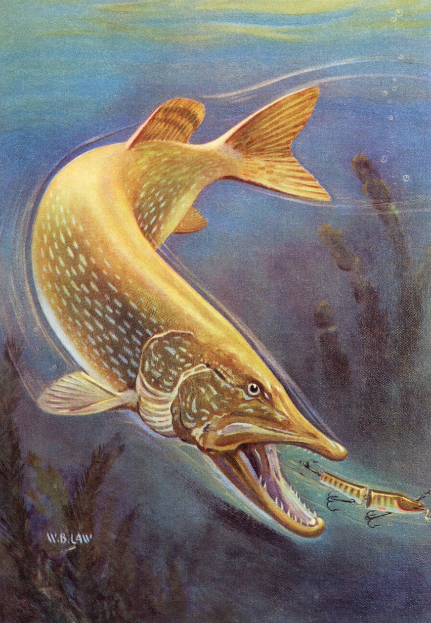 Sportsfiske: Northern Pike slår en lokke av American School