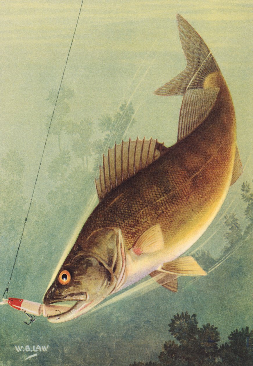 Sportsfiske: Walleye Striking a Lure av American School