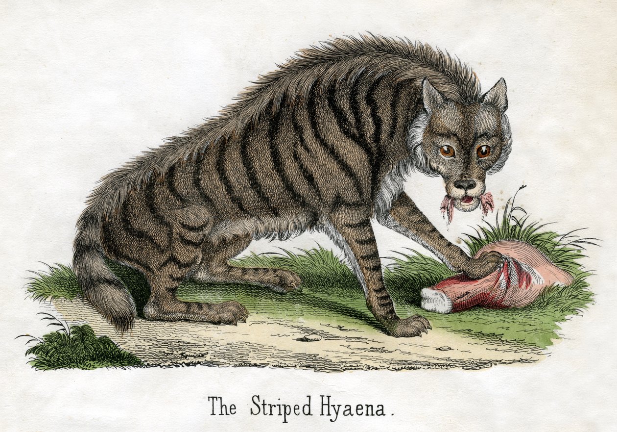 Stripet hyene, fra The Natural History of Animals av American School