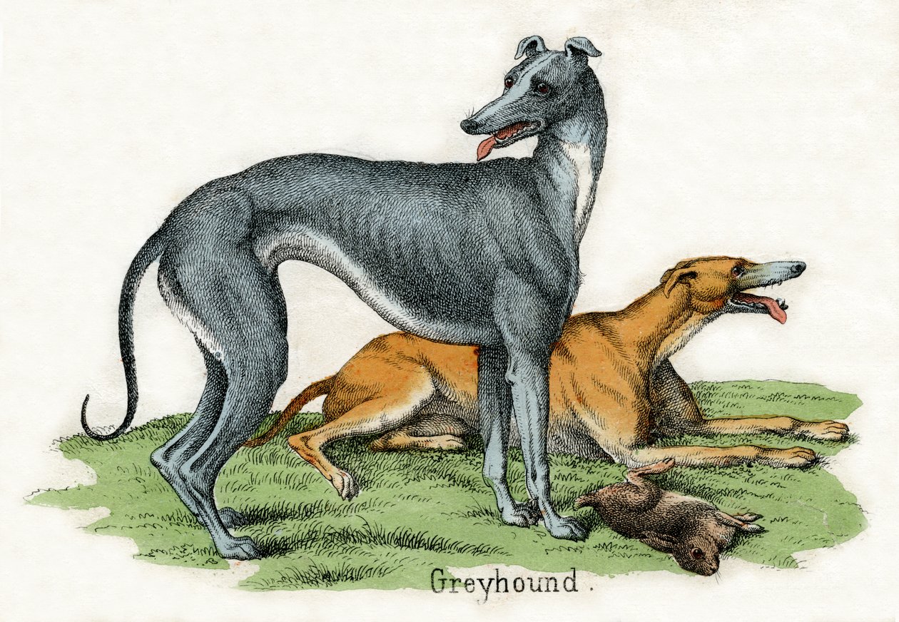 To Greyhounds, fra The Natural History of Animals av American School