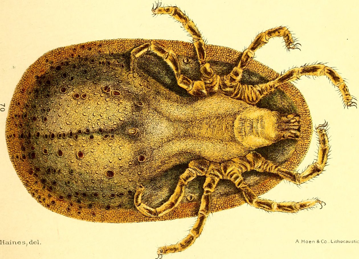 Ventral utsikt over Argus Miniatus, illustrasjon fra "Cattle ticks (Ixodoidea) of the United States" av D. E. Salmon og Charles Wardell av American School