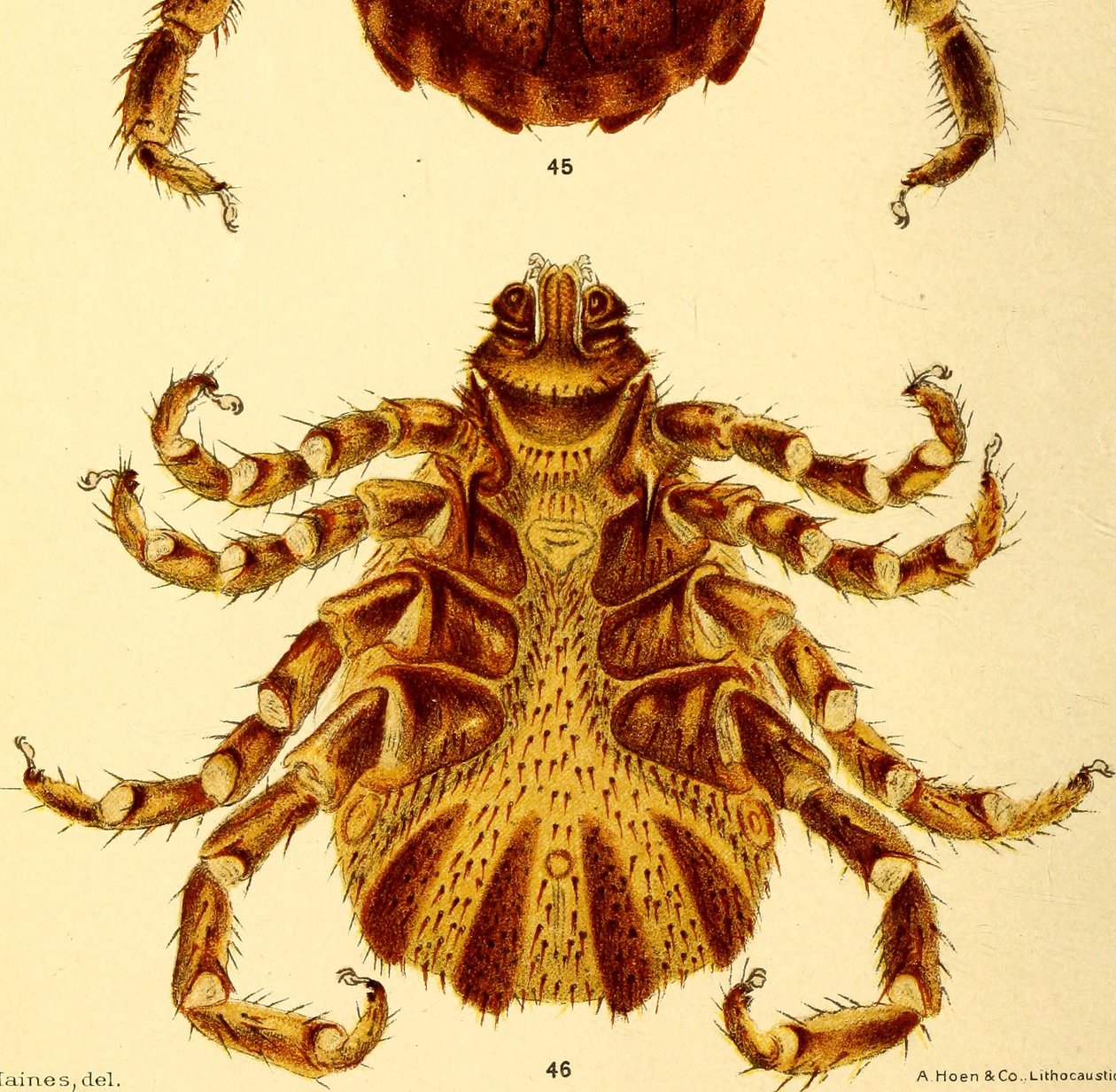 Ventral utsikt over hannen Boophilus Annulatus, illustrasjon fra "Kvegflått av American School
