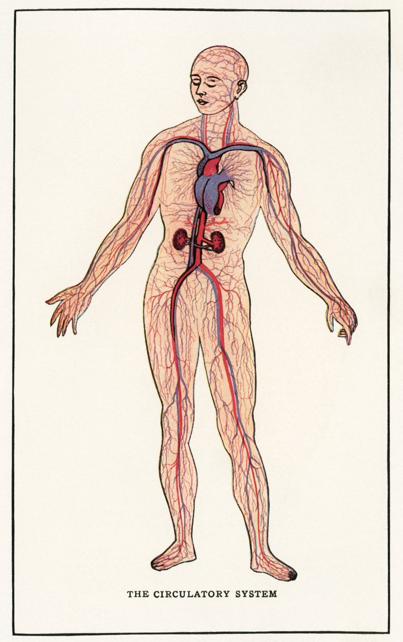 Vintage anatomisk trykk av det menneskelige sirkulasjonssystemet av American School