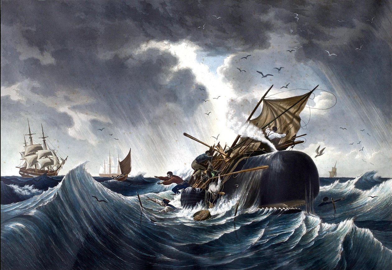Whale Destroying Whaling Ship, ca. 1875 (akvarell på papir) av American School