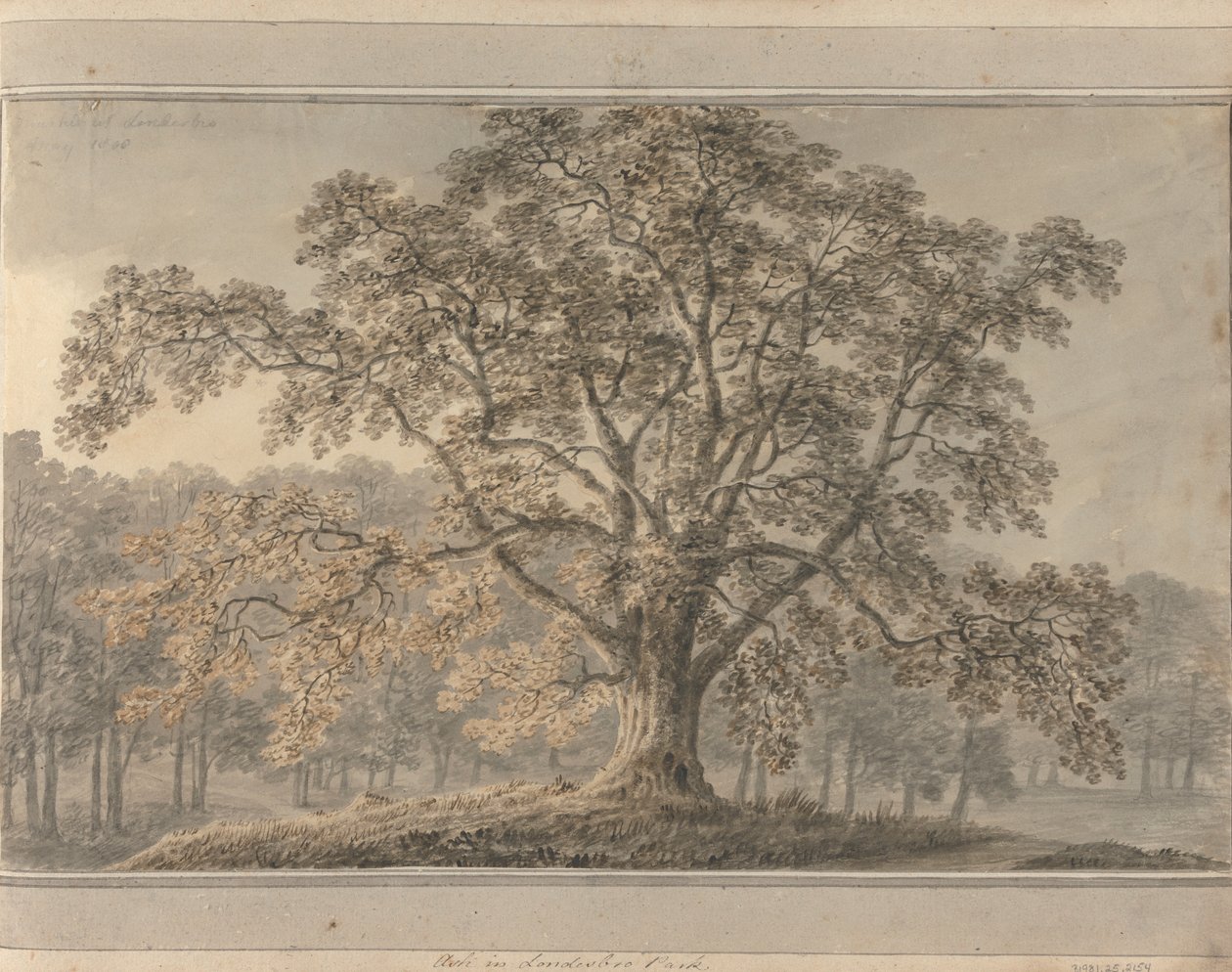 Utsikt i England, Skottland og Wales: Ash i Londesbro Park, mai 1800 av Amos Green