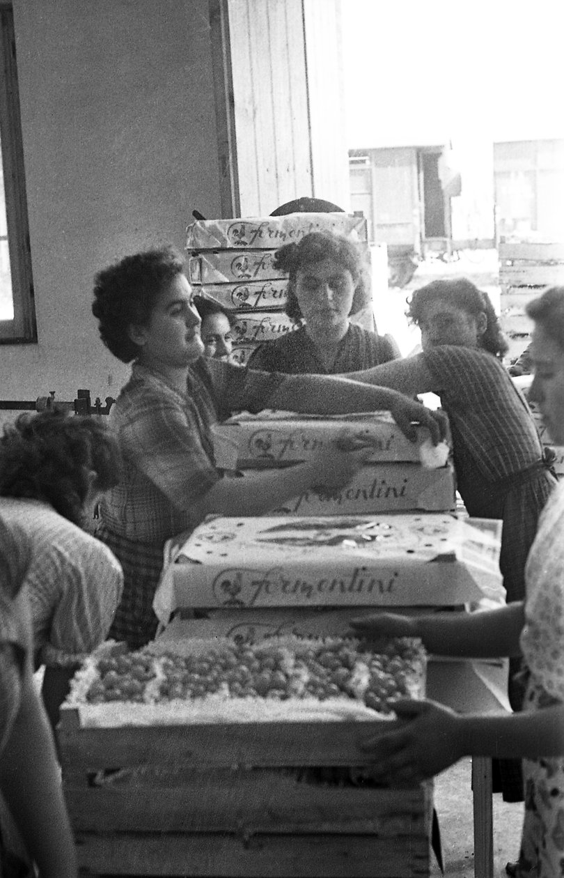 BITTERE DRUER - MERKEEMBALLASE av Ando Gilardi