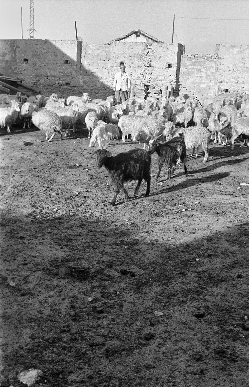TRANSHUMANCE I CROTON av Ando Gilardi
