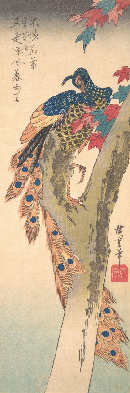En påfugl som sitter på et lønnetre, ca. 1833., ca. 1833. av Ando Hiroshige