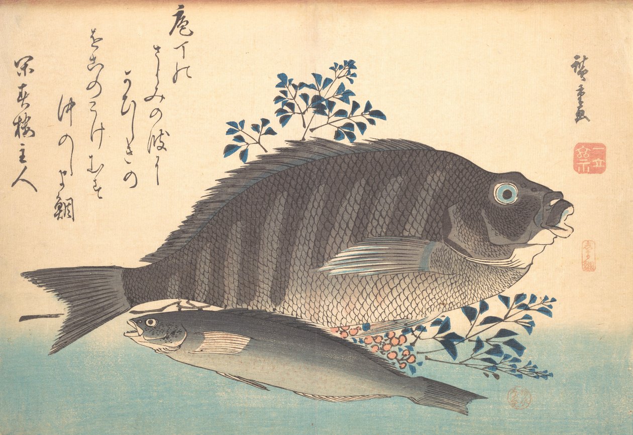 Shimadai og Ainame Fish, fra serien Uozukushi Every Variety of Fish, 1840-tallet, 1840-tallet. av Ando Hiroshige