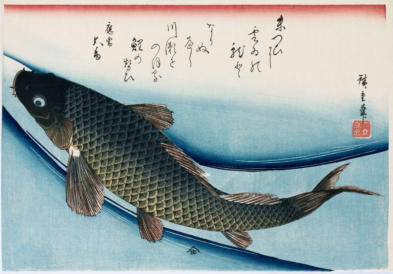 "Carp", fra serien "Collection of Fish" av Ando or Utagawa Hiroshige
