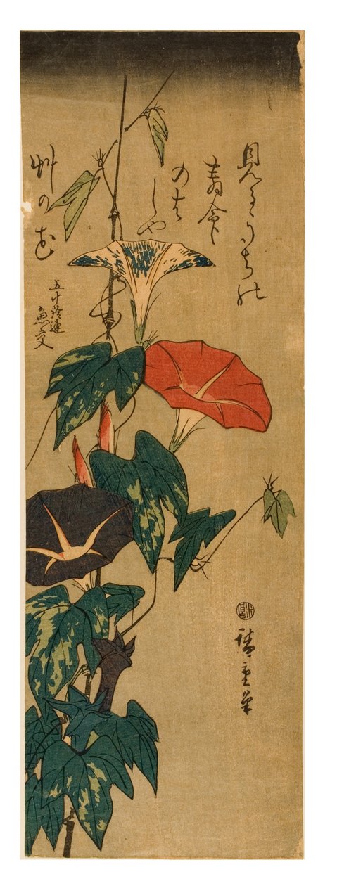 Morning Glories, ca. 1843-47 (treblokktrykk på papir) av Ando or Utagawa Hiroshige