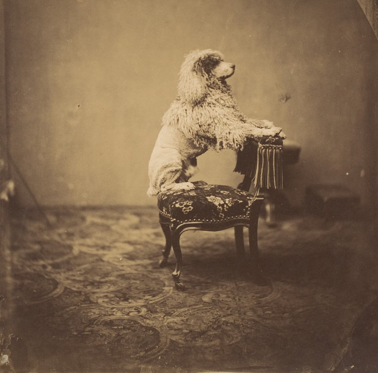 [Keiserinne Eugenies puddel], 1850-tallet. av Andre Adolphe Eugene Disderi