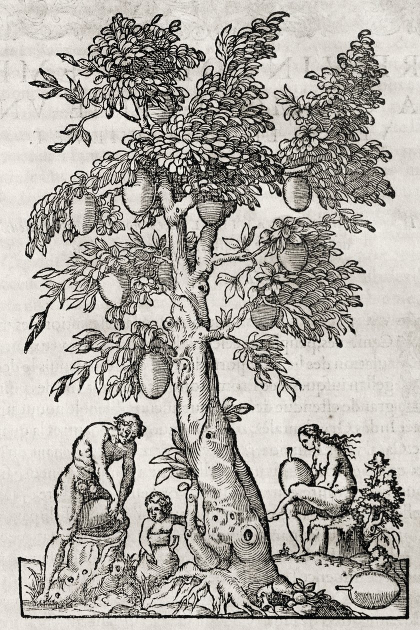 Brødfrukttre, gravering av Andre Thevet (1504-1592), Paris, Frankrike av Andre Thevet