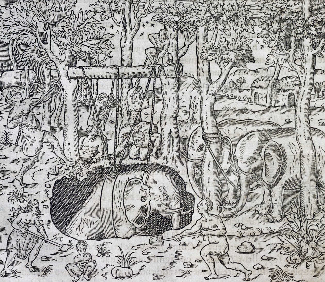 Elefantjakt på øya Java, gravering fra Universal Cosmology, av Andre Thevet (1504-1592), Paris av Andre Thevet