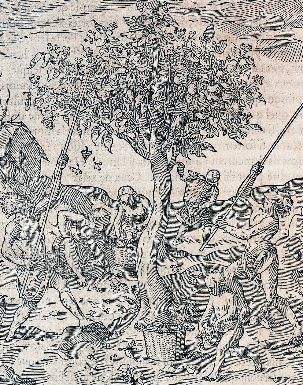 Høsting av pepper på øya Java, gravering fra Universal Cosmology av Andre Thevet (1504-1592), Paris av Andre Thevet