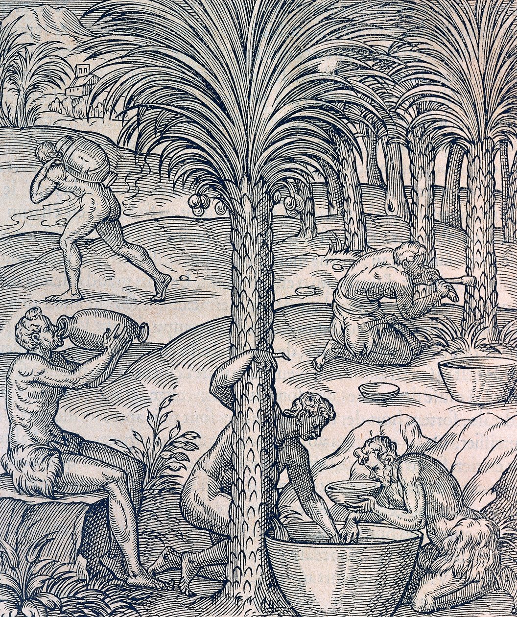 Innbyggere på Kapp Verde lager drinker av palmetrær, gravering fra Universal Cosmology, av Andre Thevet (1504-1592), Paris av Andre Thevet
