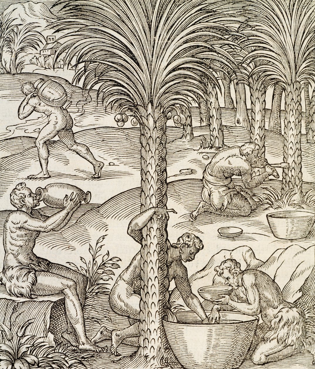 Innbyggere på Kapp Verde lager drinker fra palmetrær, gravering fra Universal Cosmology, av Andre Thevet (1504-1592), Paris, Afrika, 1575 av Andre Thevet