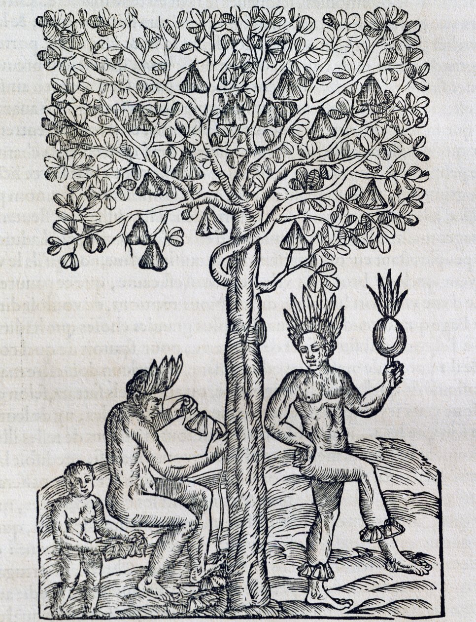 Nana frukt, tropisk medisinplante, gravering fra Universal Cosmology, av Andre Thevet (1504-1592), Paris av Andre Thevet
