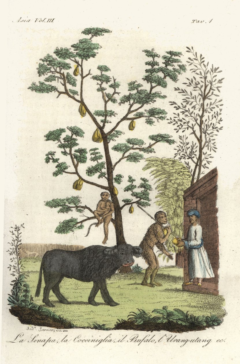 Sennepsplante med cochenillebiller, jackfrukttre, vannbøffel og orangutang. Håndfarget kobberplate tegnet og gravert av Andrea Bernieri etter Francois Solvyns fra Giulio Ferrario