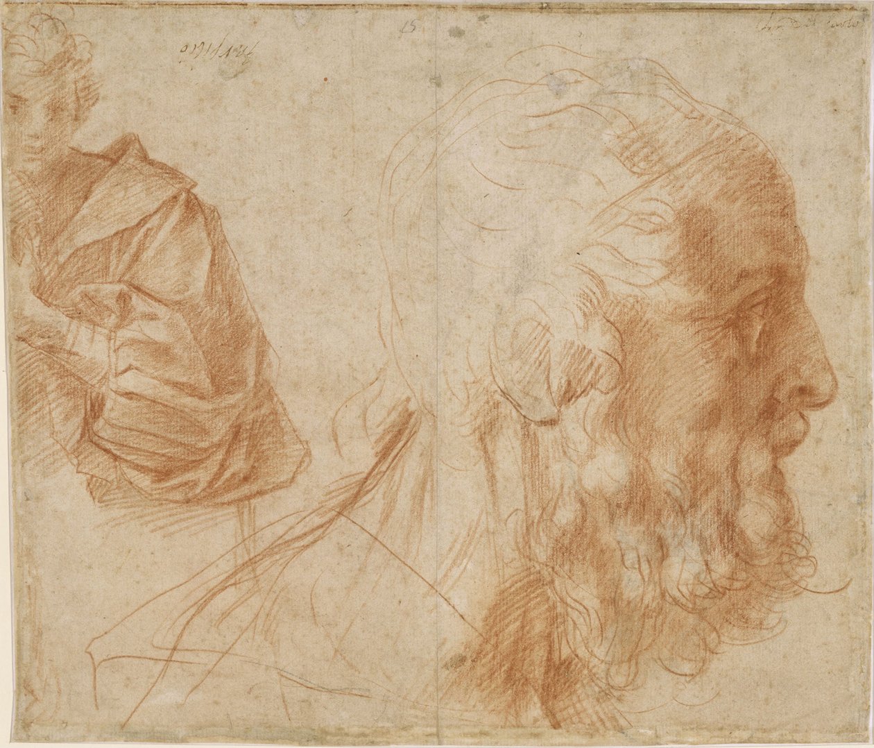 En ungdom og hodet til en gammel mann Homer. Studie, ca 1521 av Andrea del Sarto