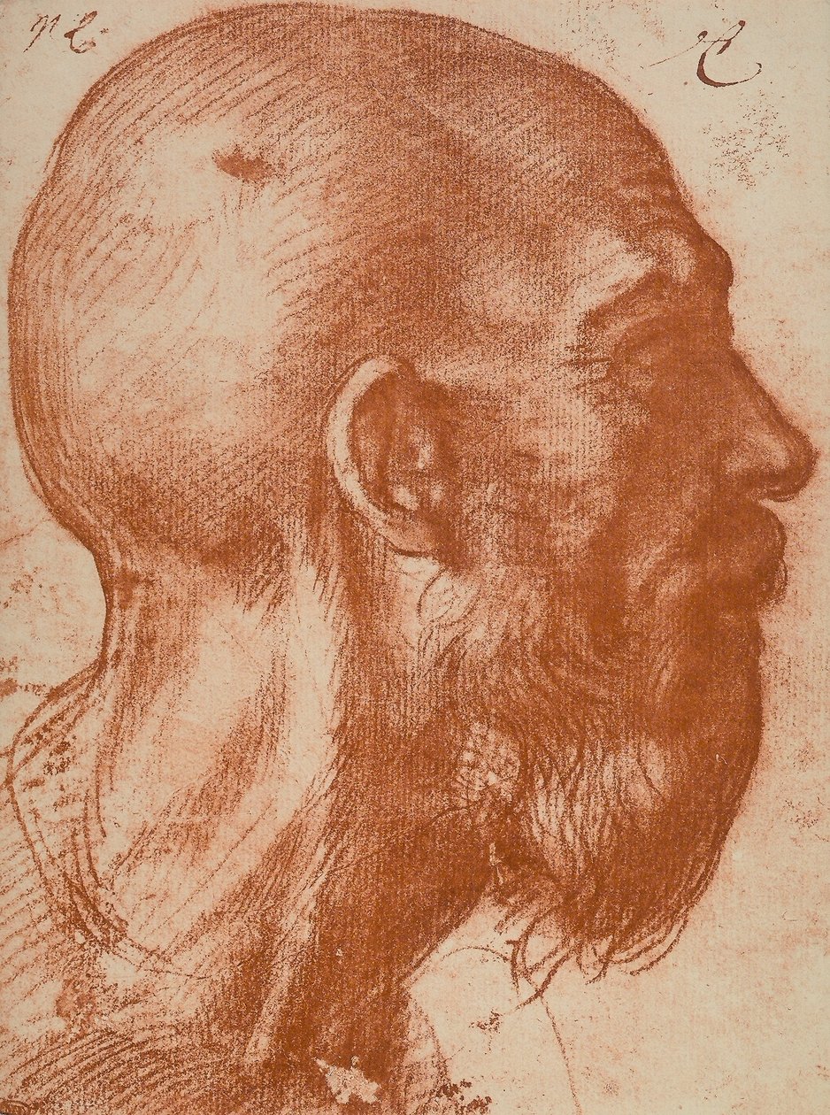 Manns hode i profil av Andrea del Sarto