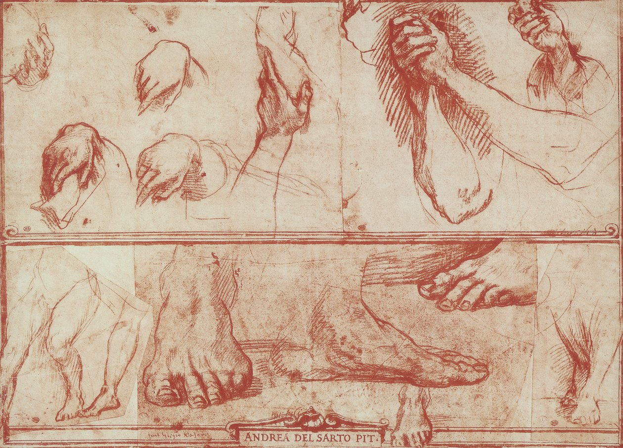 Studie av hender og føtter for det siste måltidet i San Salvi av Andrea del Sarto