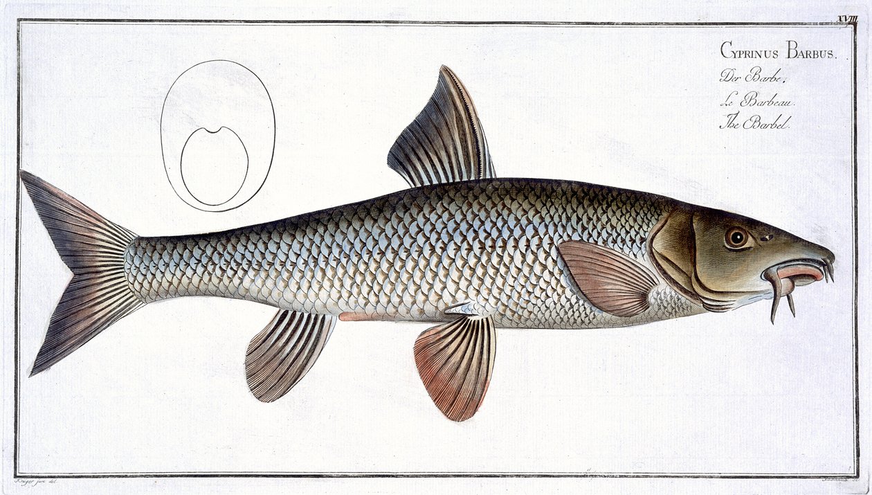 Barbel (Cyprinus Barbus) plate XVIII fra 