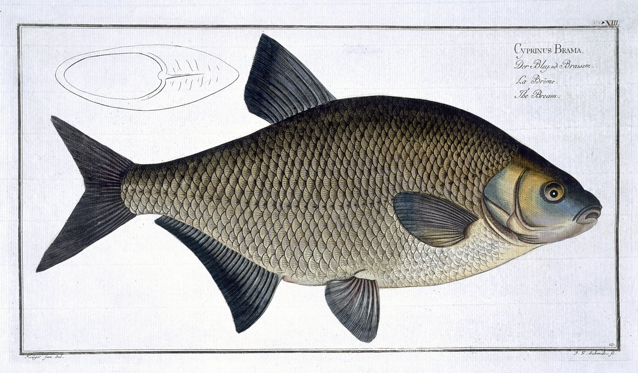 Bream (Cyprinus Brama) plate XIII fra 