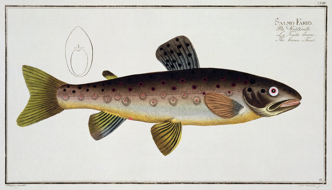 Brunørret (Salmo Iasustris) plate XXIII fra 