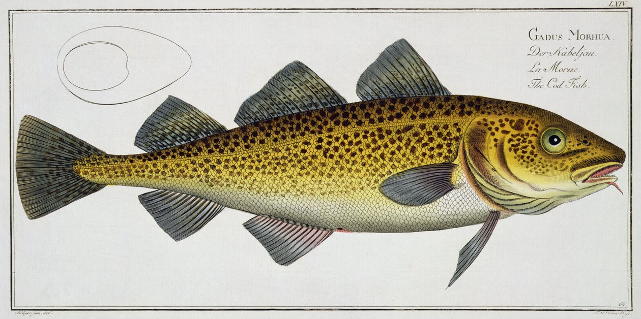 Torsk (Gadus Morhua) plate LXIV fra 