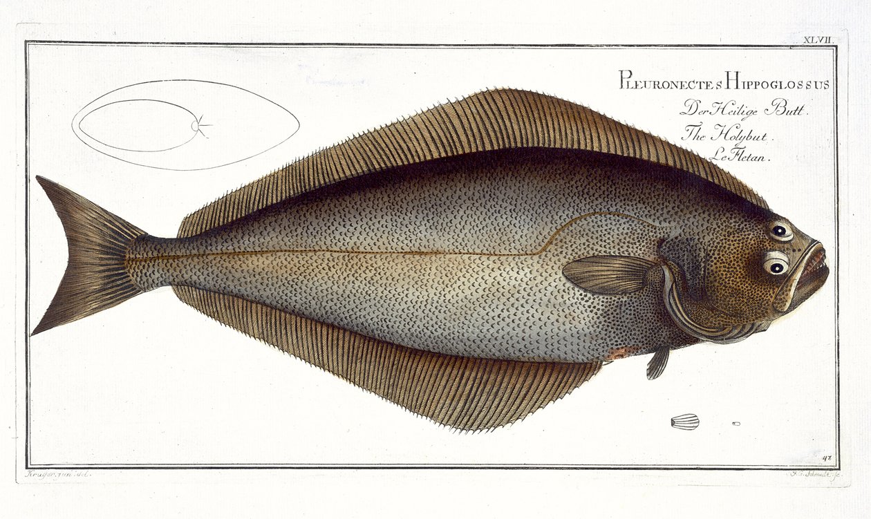 Kveite (Pleuronectes Hippoglossus) plate XLVII fra 'Ichthyologie, ou histoire naturelle generale et particuliere des poisson', av Marcus Elieser Bloch (1723-99), gravert av FG Schmidt, utgitt av Andreas Ludwig Kruger