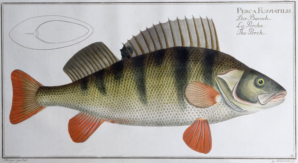 Abbor: utgitt av Black, ca. 1790 (trykk) av Andreas Ludwig Kruger