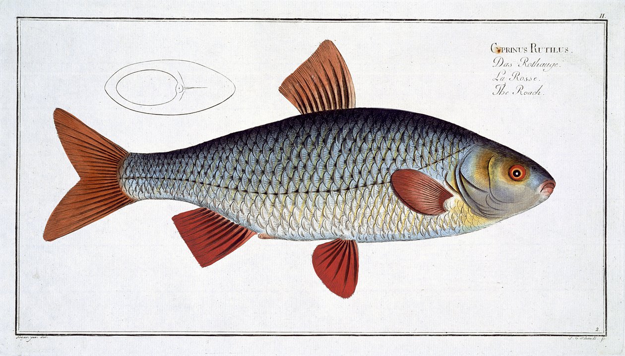 Mort (Cyprinus Rutilis) tallerken II fra 