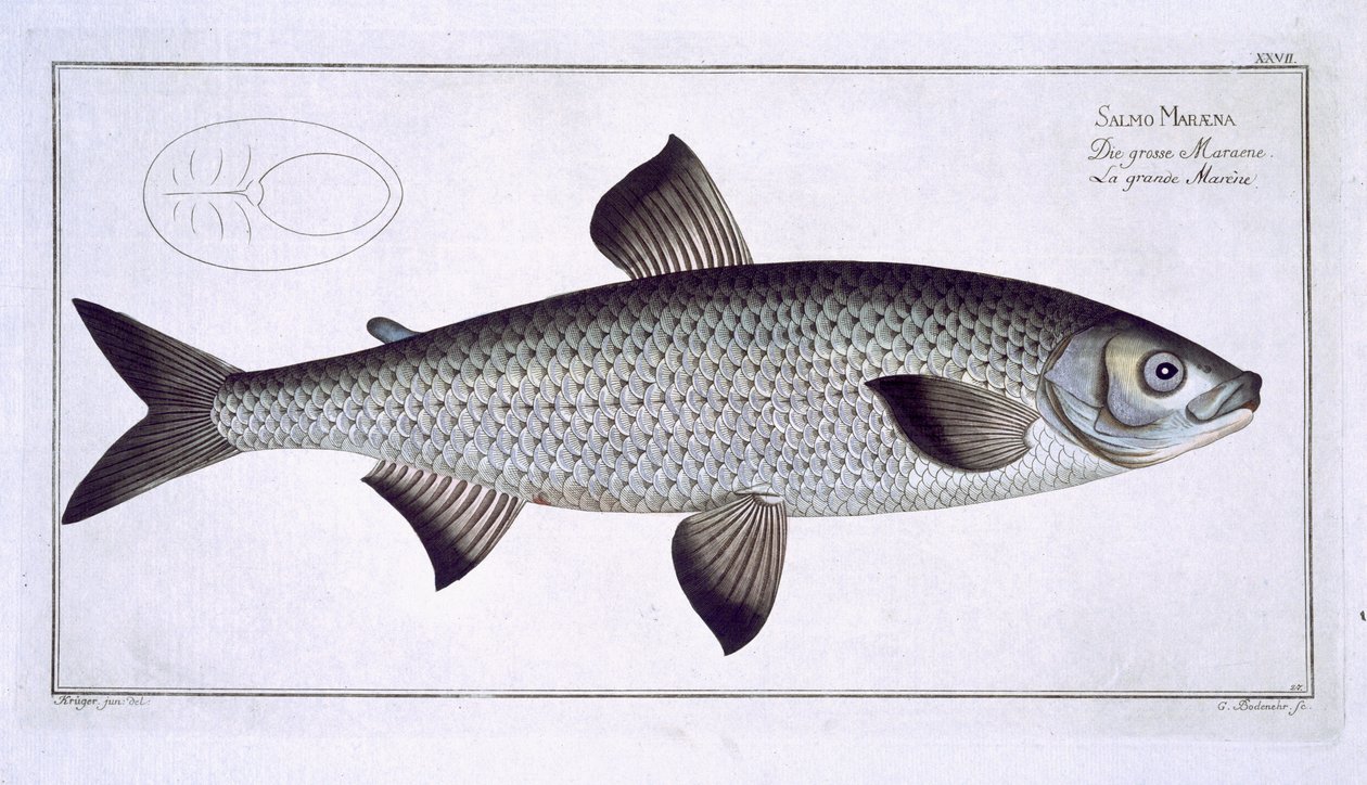 Salmon (Salmo Maraena) plate XXVII fra 'Ichthyologie, ou histoire naturelle generale et particuliere des poisson', av Marcus Elieser Bloch (1723-99), gravert av Gabriel Bodenehr (1673-1766), publiser av Andreas Ludwig Kruger