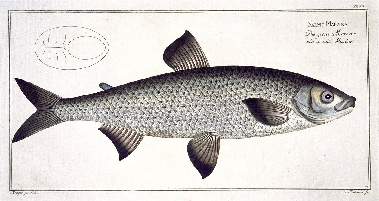 Salmon (Salmo Maraena) plate XXVII fra 