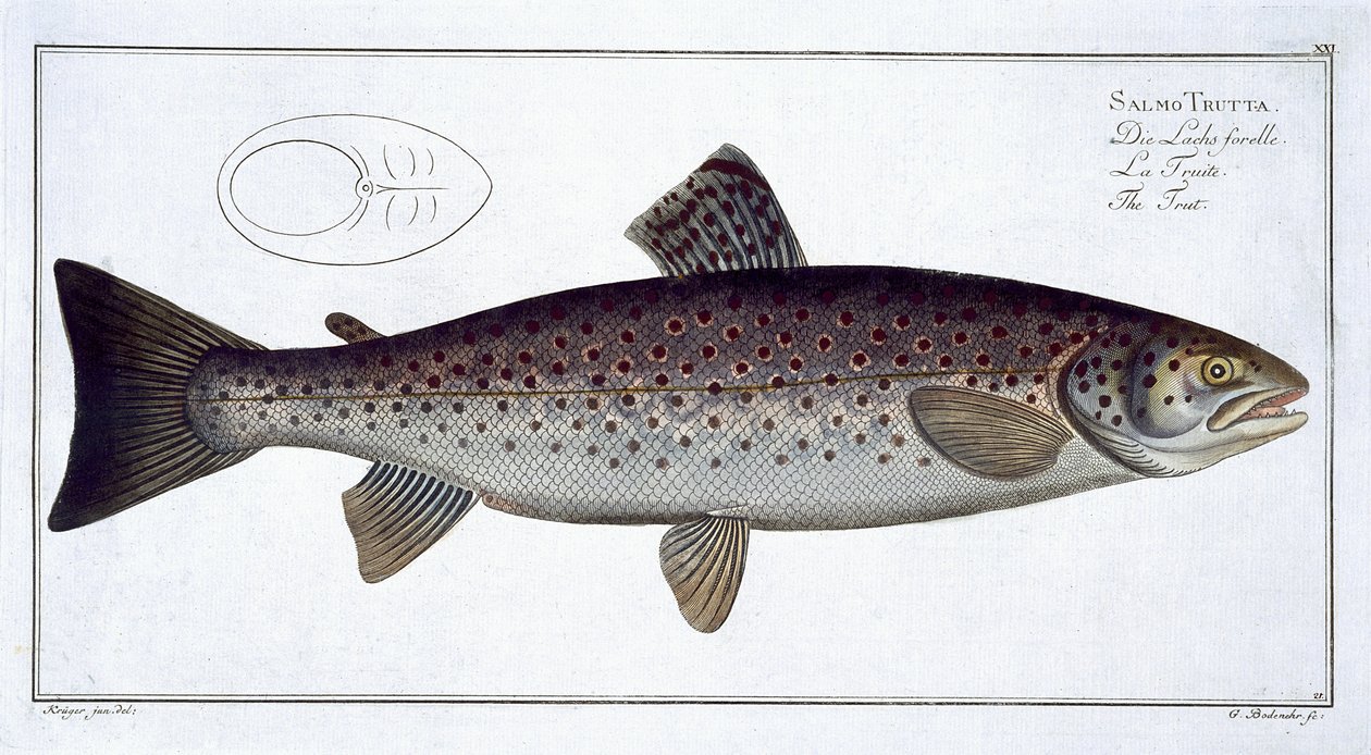 Sjøørret (Salmo Trutta) plate XXI fra 