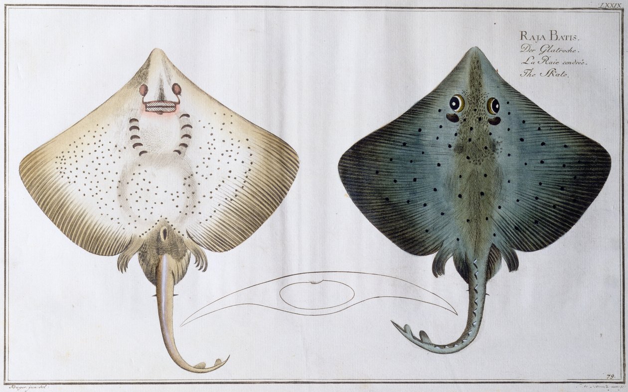 Skate: pub. av Black, ca. 1790 (trykk) av Andreas Ludwig Kruger