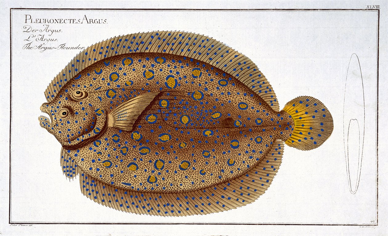 Argus flyndre (Pleuronectes Argus) plate XLVIII fra 