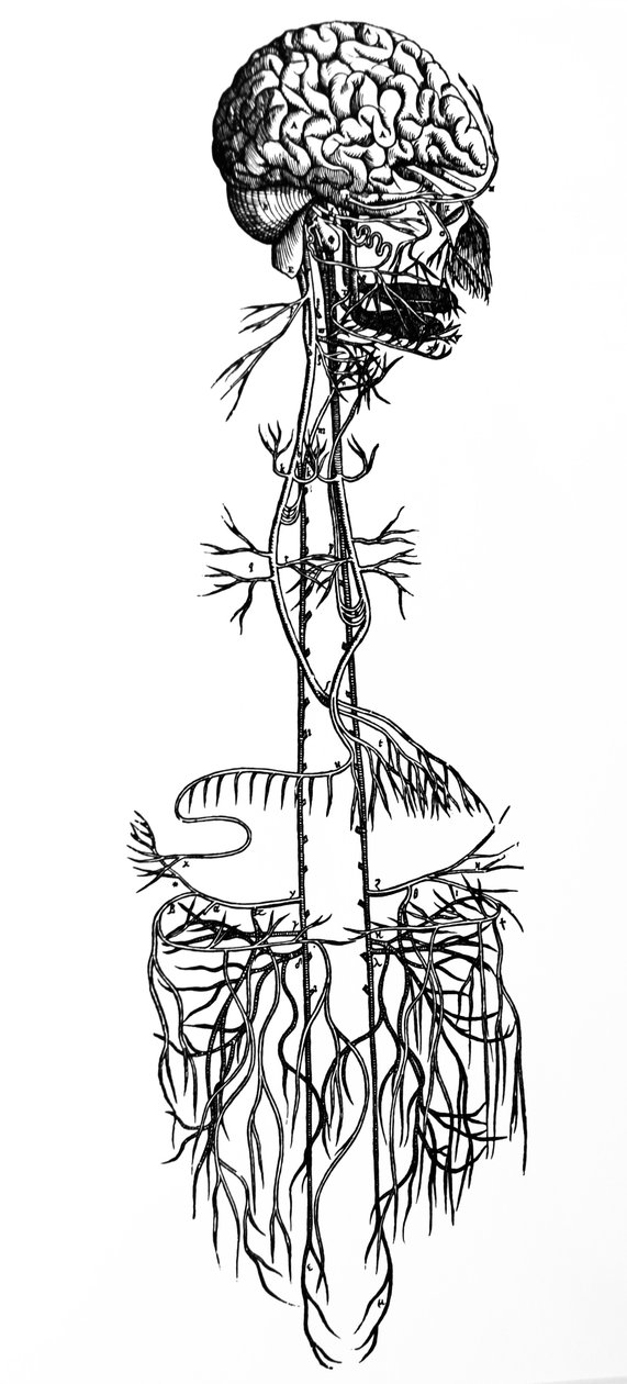 Platene fra den fjerde boken til De Humani Corporis Fabrica av Andreas Vesalius